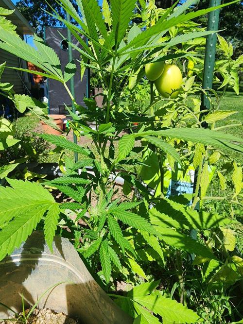 Mix Pack Auto RF3 ( 1 Reverse to male). Week 10