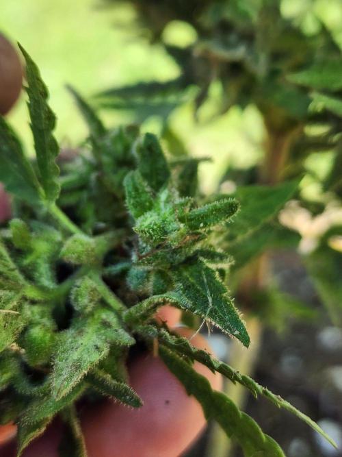 Mix Pack Auto RF3 ( 1 Reverse to male). Week 10