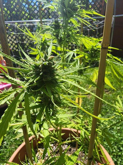 Mix Pack Auto RF3 ( 1 Reverse to male). Week 10