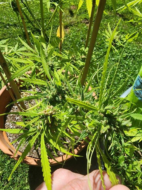 Mix Pack Auto RF3 ( 1 Reverse to male). Week 10