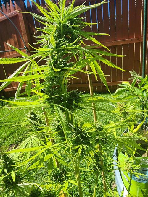 Mix Pack Auto RF3 ( 1 Reverse to male). Week 10