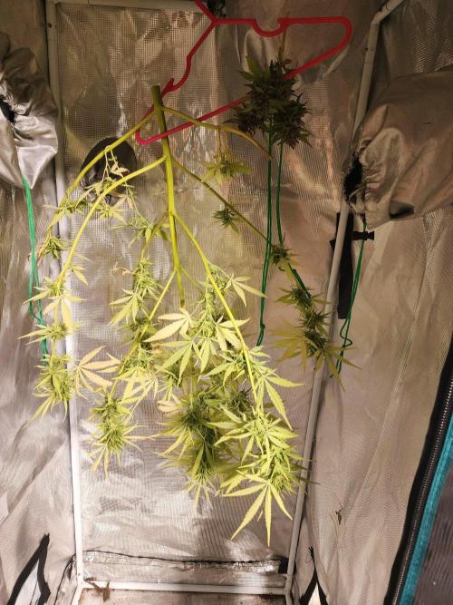 Mix Pack Auto RF3 ( 1 Reverse to male). Week 11