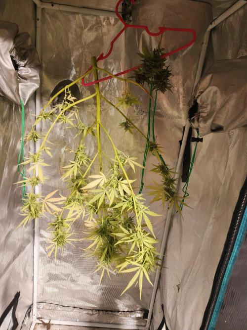 Mix Pack Auto RF3 ( 1 Reverse to male). Week 11