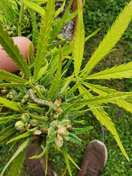 Mix Pack Auto RF3 ( 1 Reverse to male). Week 11