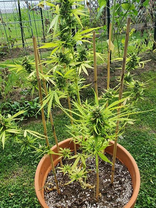 Mix Pack Auto RF3 ( 1 Reverse to male). Week 11