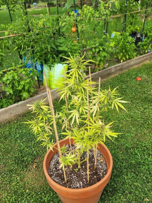 Mix Pack Auto RF3 ( 1 Reverse to male). Week 11