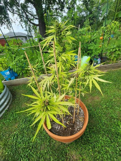 Mix Pack Auto RF3 ( 1 Reverse to male). Week 11