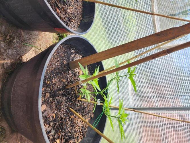 Apricot Scone. Week 9