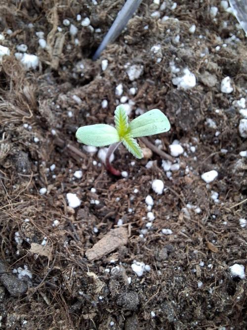 Frosty's Auto Freak. Week 1