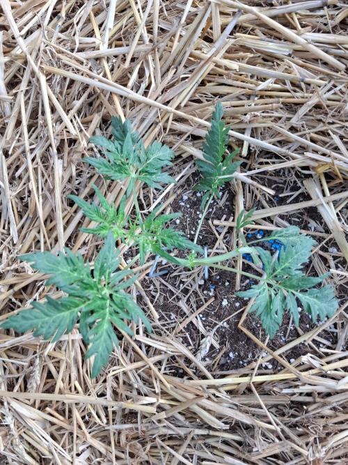 Frosty's Auto Freak. Week 5