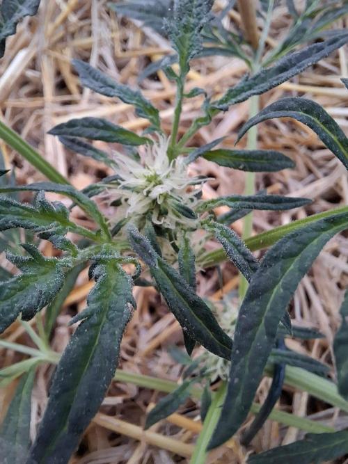 Frosty's Auto Freak. Week 7