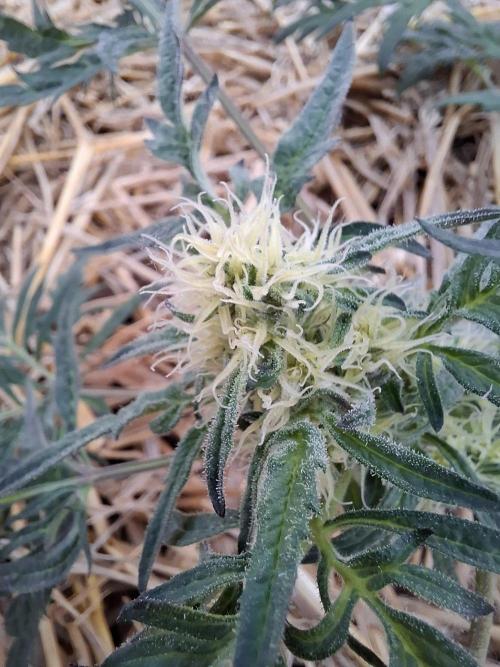 Frosty's Auto Freak. Week 8