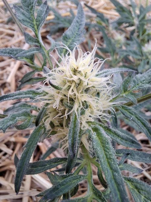 Frosty's Auto Freak. Week 8