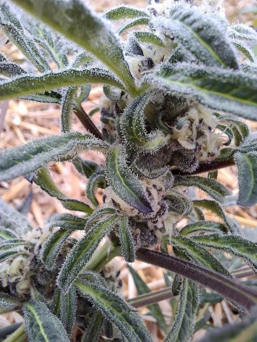 Frosty's Auto Freak. Week 9