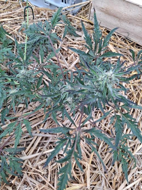 Frosty's Auto Freak. Week 9