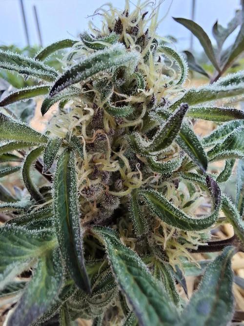 Frosty's Auto Freak. Week 9