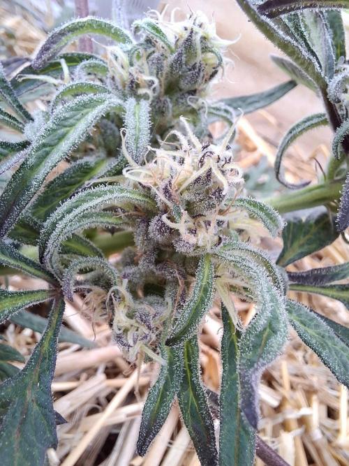 Frosty's Auto Freak. Week 9