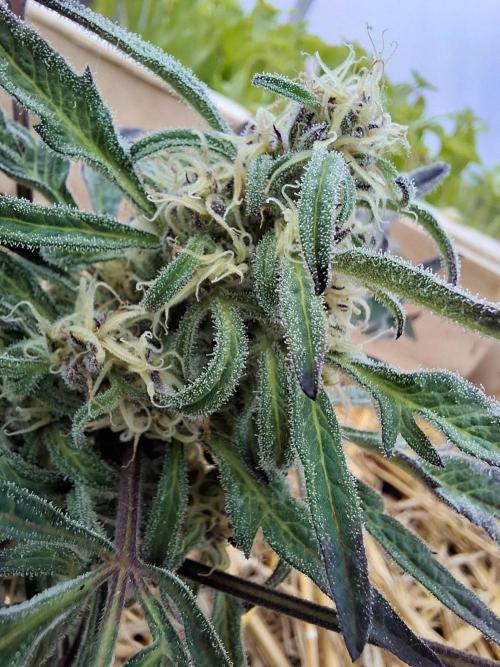 Frosty's Auto Freak. Week 9