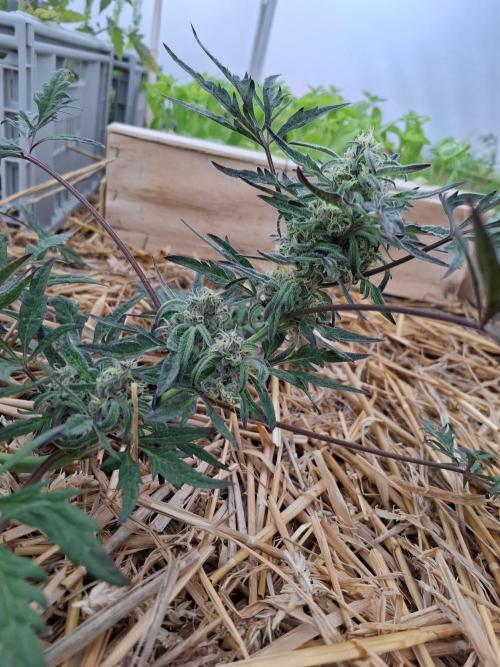 Frosty's Auto Freak. Week 9