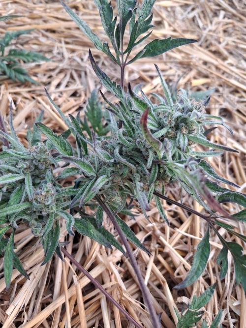 Frosty's Auto Freak. Week 10