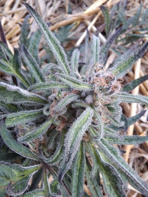 Frosty's Auto Freak. Week 10