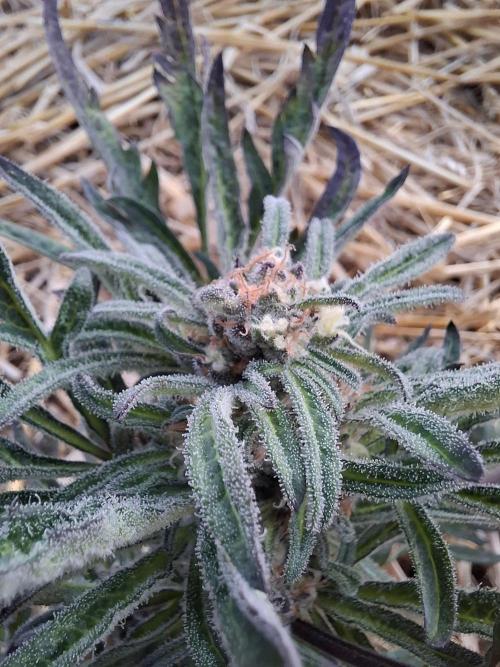 Frosty's Auto Freak. Week 10