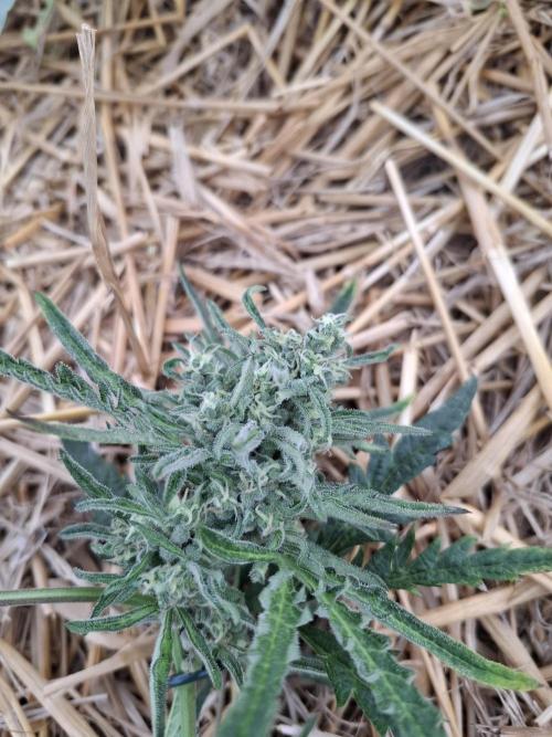 Frosty's Auto Freak. Week 11