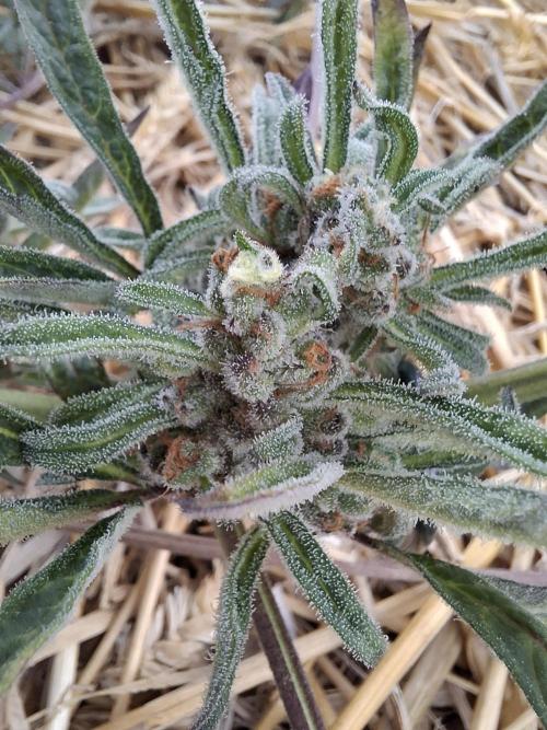 Frosty's Auto Freak. Week 11