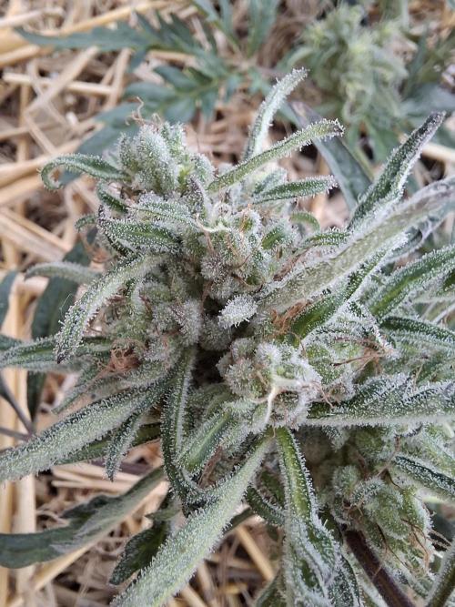 Frosty's Auto Freak. Week 11