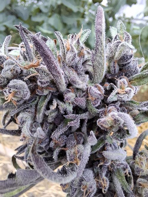 Frosty's Auto Freak. Week 12