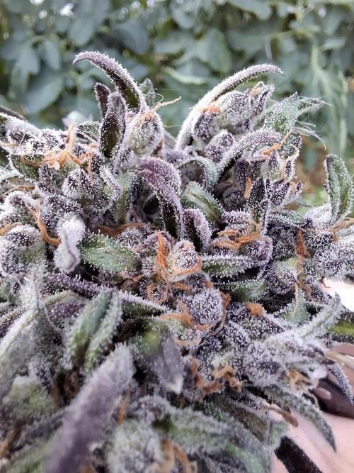 Frosty's Auto Freak. Week 12
