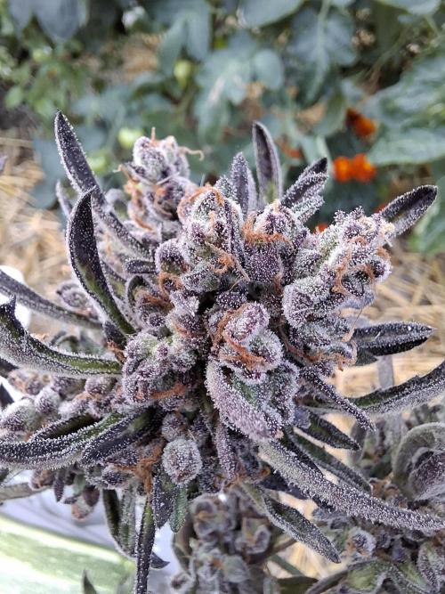 Frosty's Auto Freak. Week 12