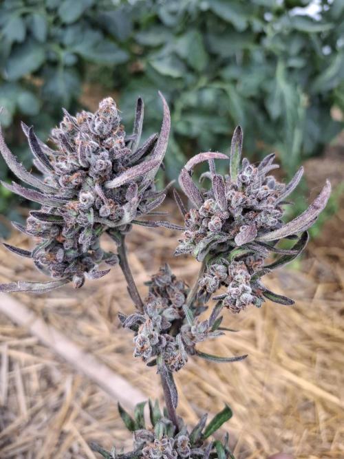 Frosty's Auto Freak. Week 12