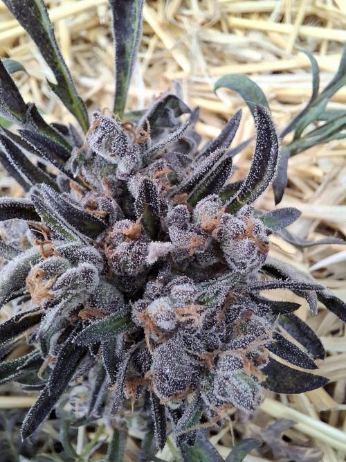 Frosty's Auto Freak. Week 12