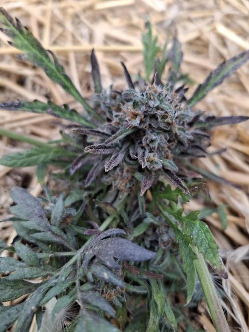 Frosty's Auto Freak. Week 12