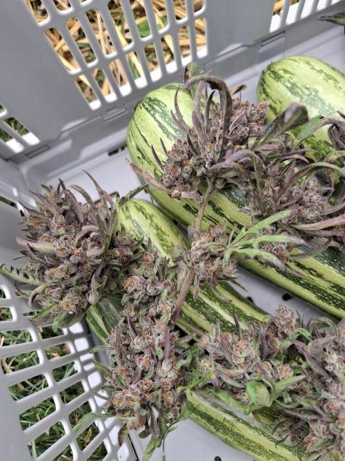 Frosty's Auto Freak. Week 12