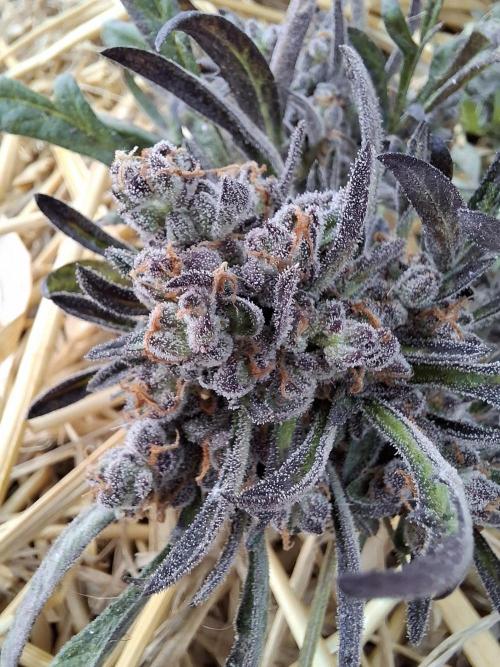 Frosty's Auto Freak. Week 12