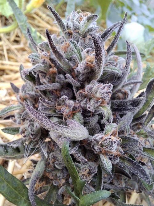 Frosty's Auto Freak. Week 12
