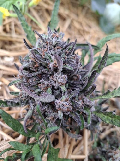 Frosty's Auto Freak. Week 12