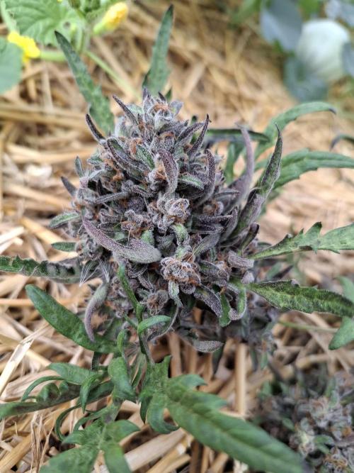 Frosty's Auto Freak. Week 12
