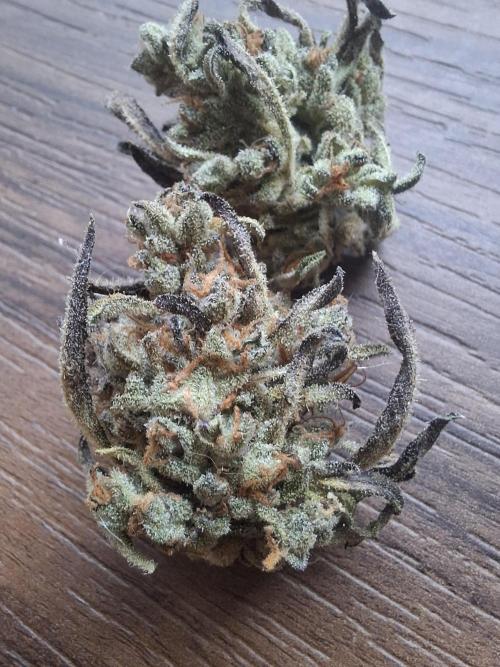 Frosty's Auto Freak. Week 13