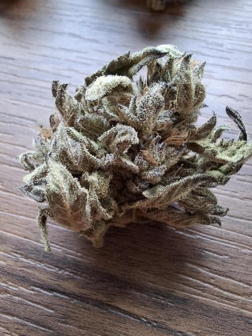 Frosty's Auto Freak. Week 13
