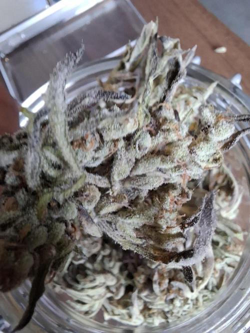 Frosty's Auto Freak. Week 13