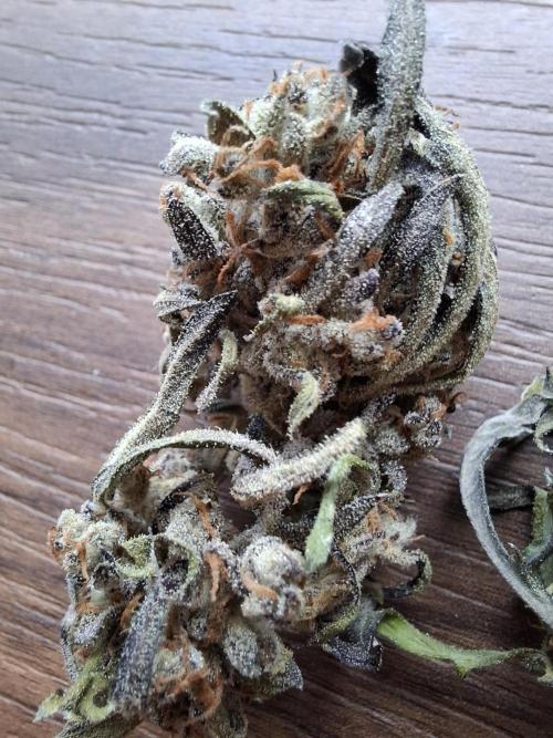 Frosty's Auto Freak. Week 13