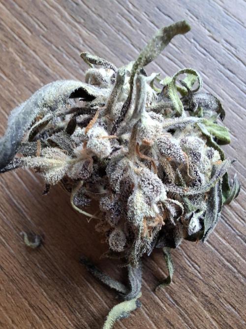 Frosty's Auto Freak. Week 13