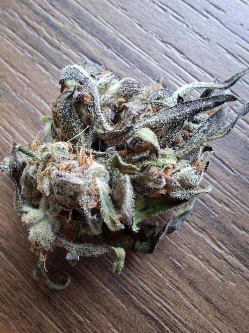 Frosty's Auto Freak. Week 13
