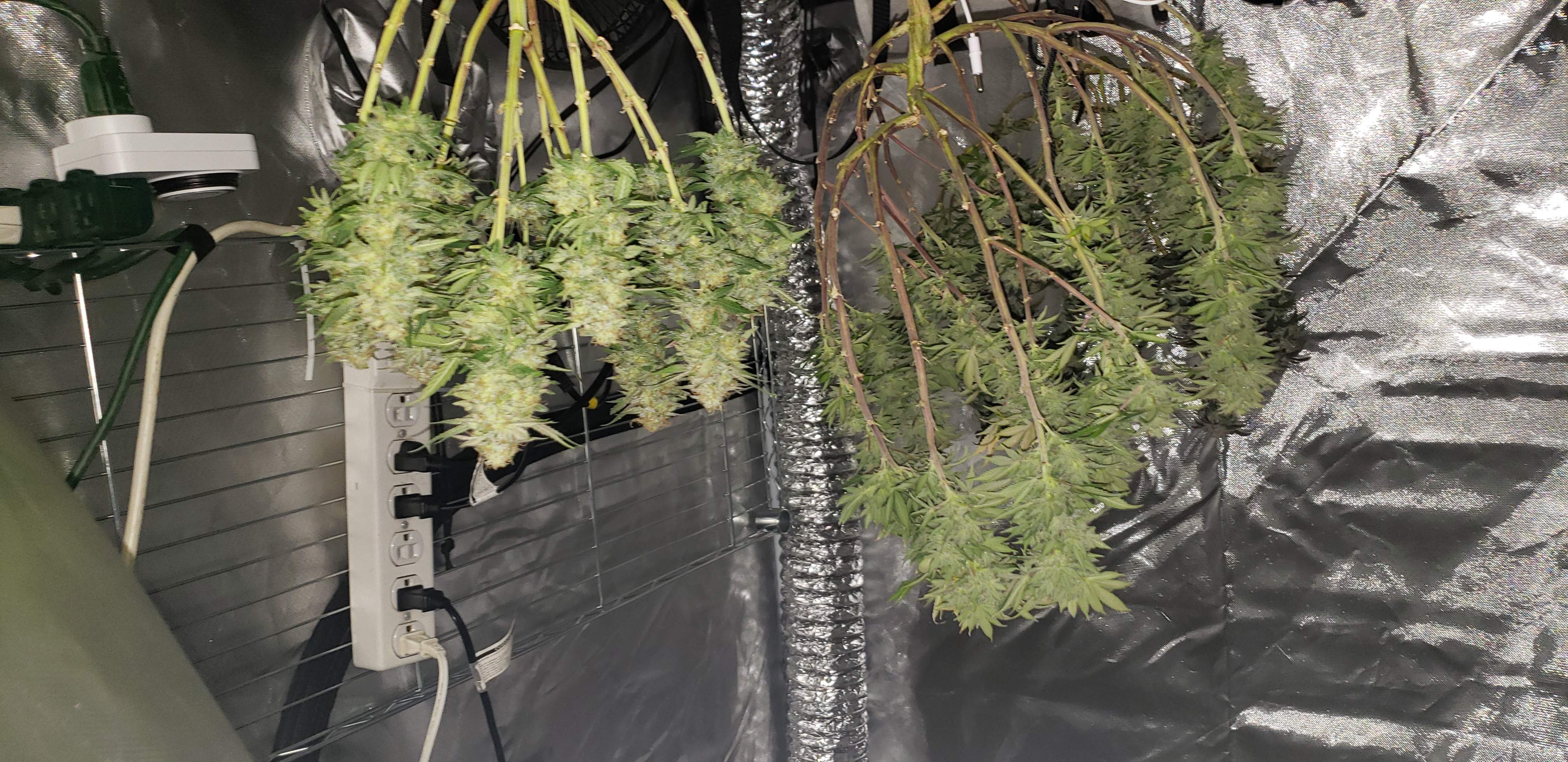 Gorilla Glue 4, Skywalker OG, Grape Ape, CBD Medi Kush grow diary