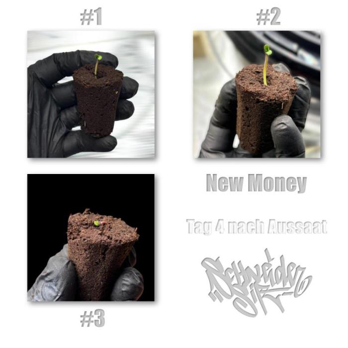 New Money- GM sucht den Superpheno. Week 0