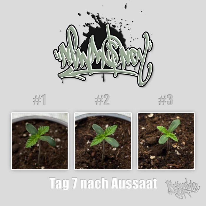 New Money- GM sucht den Superpheno. Week 1