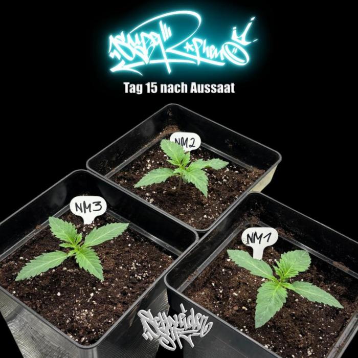 New Money- GM sucht den Superpheno. Week 2
